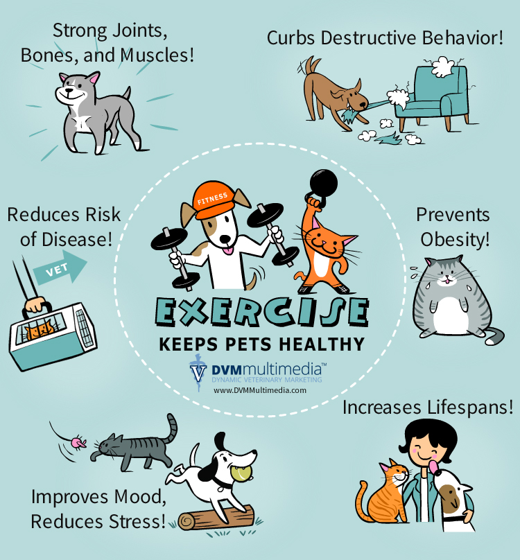 Pets Need Exercise Too - Oak Grove Veterinary Clinic | Oak Grove Veterinary  Clinic